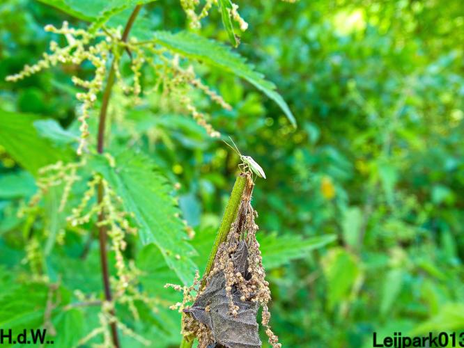 Leijpark013 June 30 & 1 & 2 & 3 July 2023 