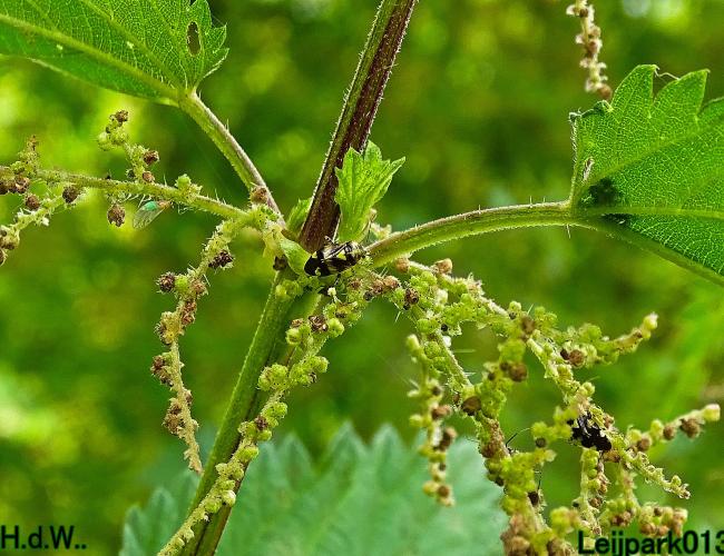 Leijpark013 June 30 & 1 & 2 & 3 July 2023 