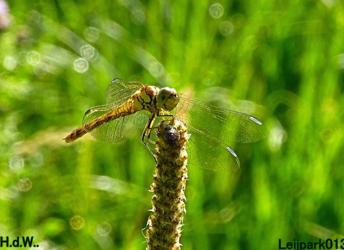 Leijpark013 June 30 & 1 & 2 & 3 July 2023 