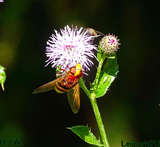 Leijpark013 June 30 & 1 & 2 & 3 July 2023 