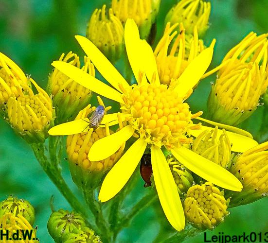 Leijpark013 June 30 & 1 & 2 & 3 July 2023 