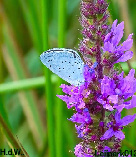 Leijpark013 June 30 & 1 & 2 & 3 July 2023 