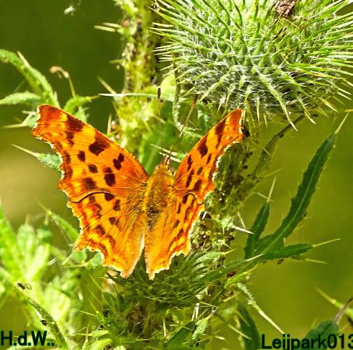 Leijpark013 June 30 & 1 & 2 & 3 July 2023 