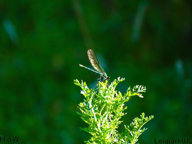 Leijpark013 June 30 & 1 & 2 & 3 July 2023 