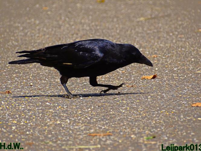 Leijpark013 June 30 & 1 & 2 & 3 July 2023 