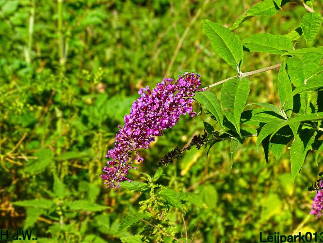 Leijpark013 June 30 & 1 & 2 & 3 July 2023 