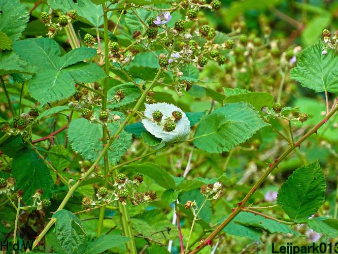 Leijpark013 June 30 & 1 & 2 & 3 July 2023 