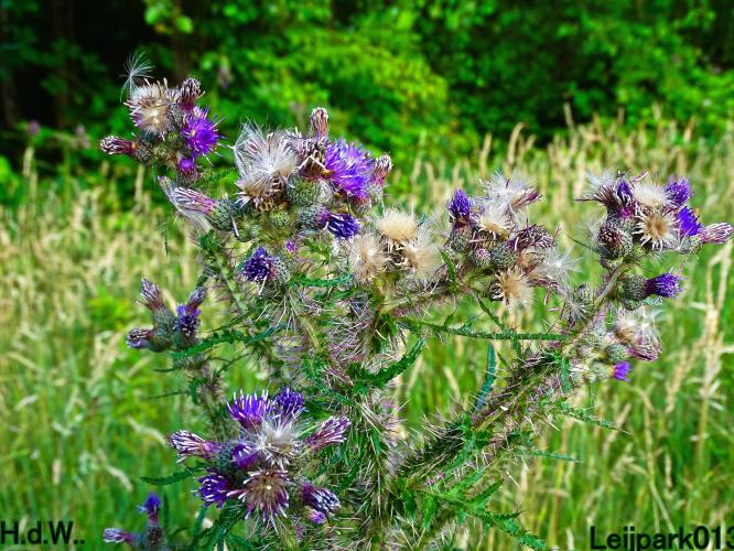 Leijpark013 June 30 & 1 & 2 & 3 July 2023 