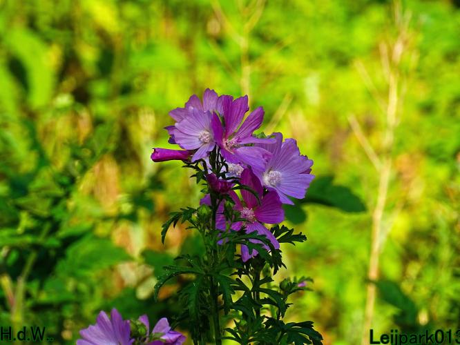 Leijpark013 June 30 & 1 & 2 & 3 July 2023 