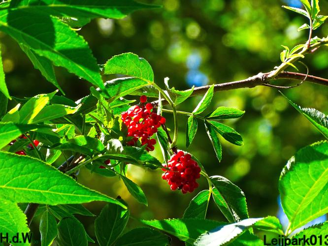 Leijpark013 June 30 & 1 & 2 & 3 July 2023 