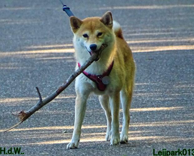 Leijpark013 Beestenboel 6 juli 2023 