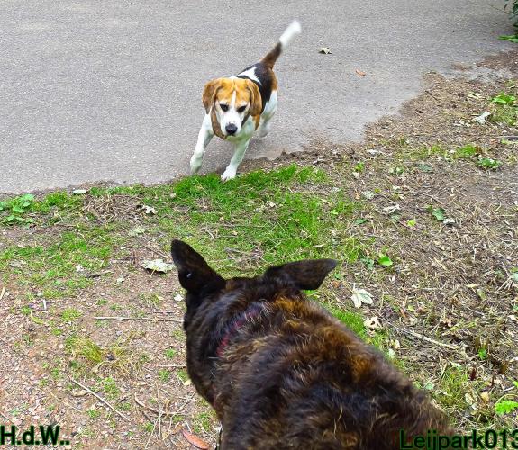 Leijpark013 Beestenboel 6 juli 2023 