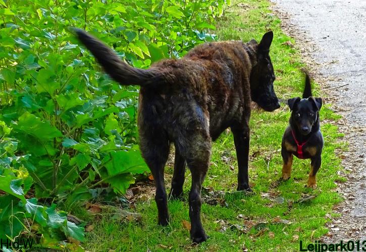 Leijpark013 Beestenboel 6 juli 2023 
