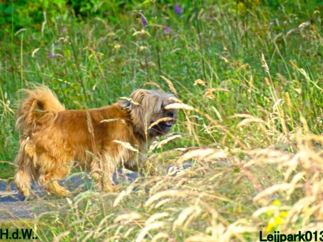 Leijpark013 Beestenboel 6 juli 2023 