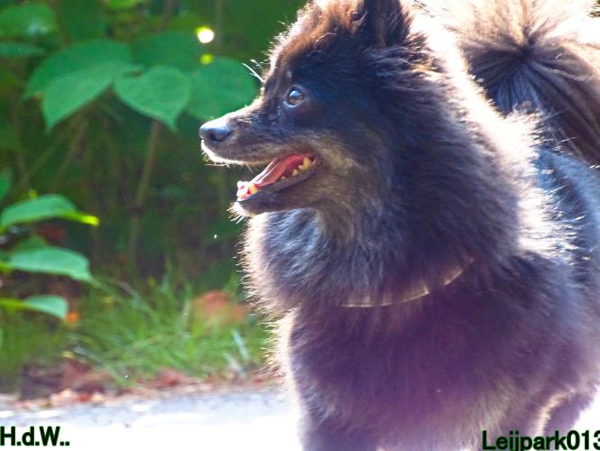 Leijpark013 Beestenboel 6 juli 2023 