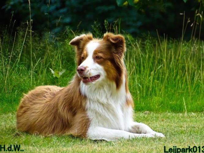 Leijpark013 Beestenboel 6 juli 2023 