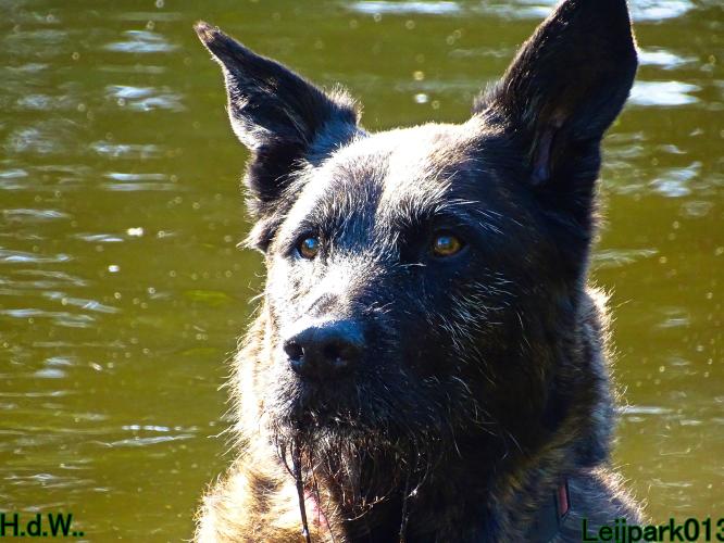 Leijpark013 Beestenboel 6 juli 2023 
