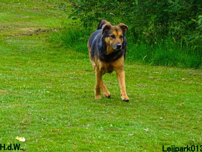 Leijpark013 Beestenboel 6 juli 2023 