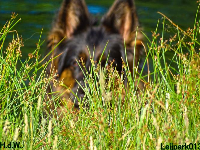 Leijpark013 Beestenboel 6 juli 2023 