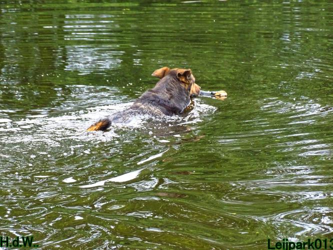 Leijpark013 Beestenboel 6 juli 2023 