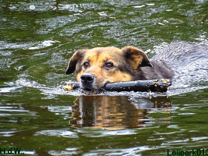 Leijpark013 Beestenboel 6 juli 2023 