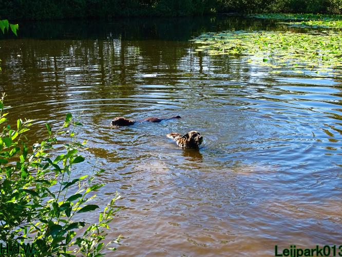 Leijpark013 Beestenboel 6 juli 2023 