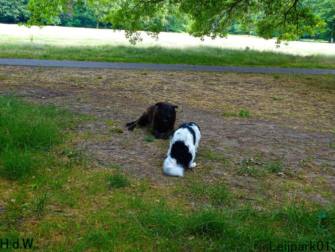 Leijpark013 Beestenboel 6 juli 2023 