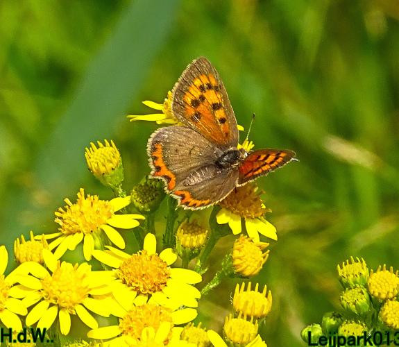 Leijpark013 8 &amp; 9 &amp; 10 &amp; 11 juli 2023 