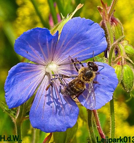 Leijpark013 8 &amp; 9 &amp; 10 &amp; 11 juli 2023 
