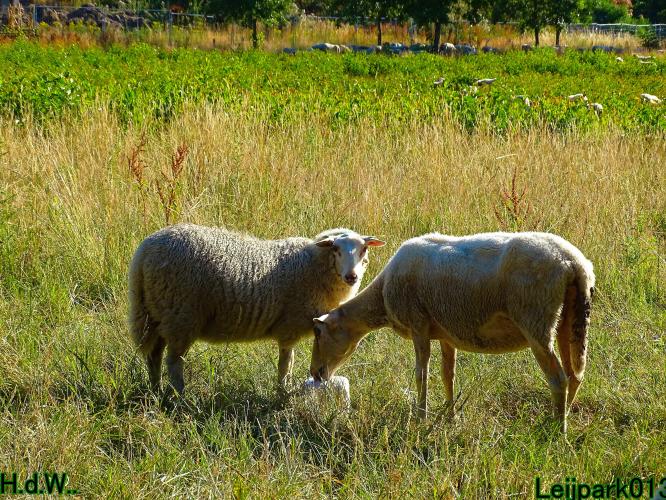 Leijpark013 8 &amp; 9 &amp; 10 &amp; 11 juli 2023 