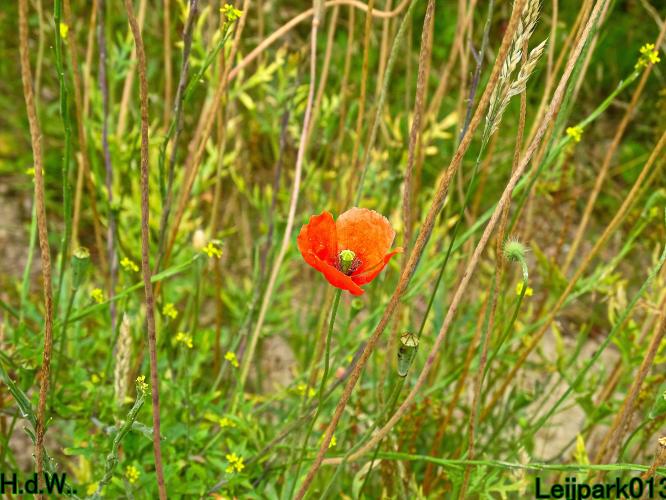 Leijpark013 8 &amp; 9 &amp; 10 &amp; 11 juli 2023 
