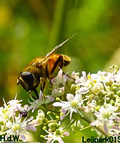 Leijpark013 8 &amp; 9 &amp; 10 &amp; 11 juli 2023 