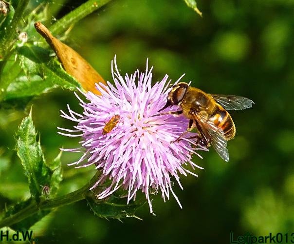 Leijpark013 8 &amp; 9 &amp; 10 &amp; 11 juli 2023 