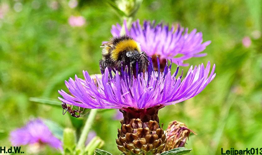 Leijpark013 8 &amp; 9 &amp; 10 &amp; 11 juli 2023 