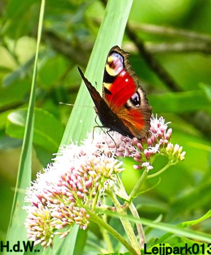 Leijpark013 8 &amp; 9 &amp; 10 &amp; 11 juli 2023 