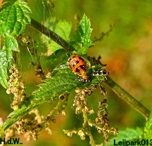 Leijpark013 8 &amp; 9 &amp; 10 &amp; 11 juli 2023 