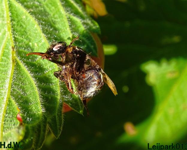 Leijpark013 8 &amp; 9 &amp; 10 &amp; 11 juli 2023 