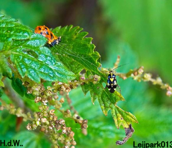 Leijpark013 8 &amp; 9 &amp; 10 &amp; 11 juli 2023 