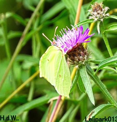 Leijpark013 8 &amp; 9 &amp; 10 &amp; 11 juli 2023 