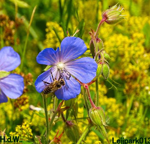 Leijpark013 8 &amp; 9 &amp; 10 &amp; 11 juli 2023 