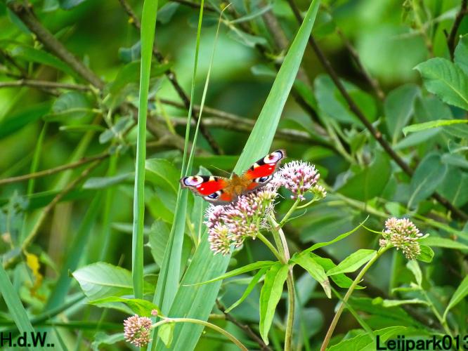 Leijpark013 8 &amp; 9 &amp; 10 &amp; 11 juli 2023 