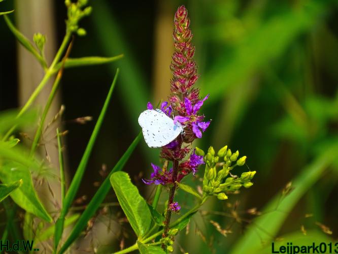 Leijpark013 8 &amp; 9 &amp; 10 &amp; 11 juli 2023 
