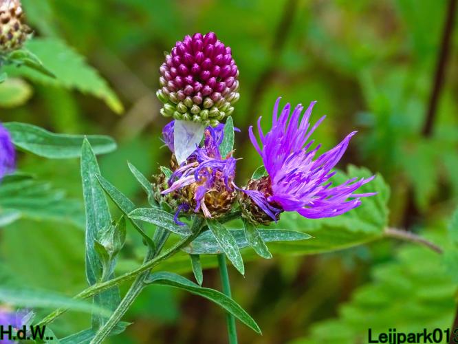 Leijpark013 8 &amp; 9 &amp; 10 &amp; 11 juli 2023 