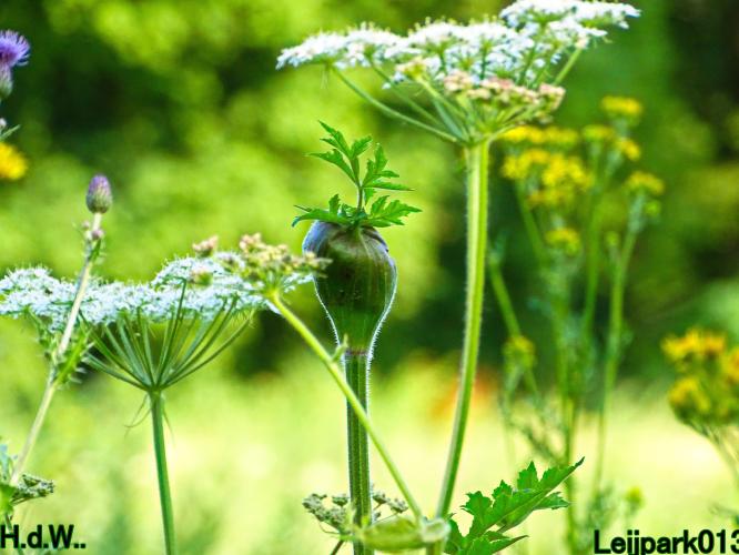 Leijpark013 8 &amp; 9 &amp; 10 &amp; 11 juli 2023 