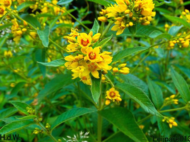 Leijpark013 8 &amp; 9 &amp; 10 &amp; 11 juli 2023 