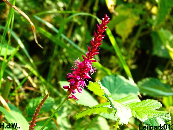 Leijpark013 8 &amp; 9 &amp; 10 &amp; 11 juli 2023 