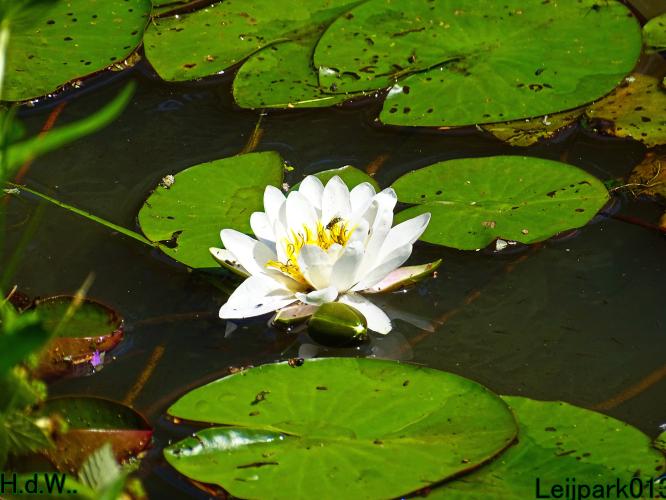 Leijpark013 8 &amp; 9 &amp; 10 &amp; 11 juli 2023 