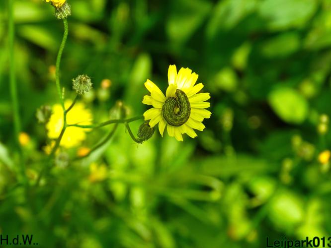 Leijpark013 8 &amp; 9 &amp; 10 &amp; 11 juli 2023 