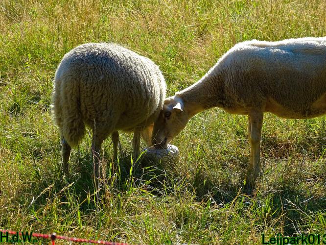 Leijpark013 8 &amp; 9 &amp; 10 &amp; 11 juli 2023 
