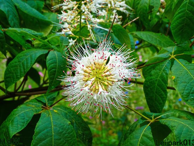 Leijpark013 8 &amp; 9 &amp; 10 &amp; 11 juli 2023 
